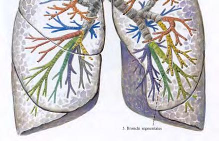 trachea 3