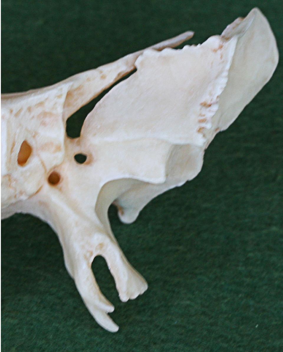 Proc. pterygoideus 1. Lamina medialis 2. Hamulus pterygoideus Sulcus hamuli pterygoidei tendon of the tensor veli palatini muscle 3. Lamina lateralis Sulcus palatinus major 4.