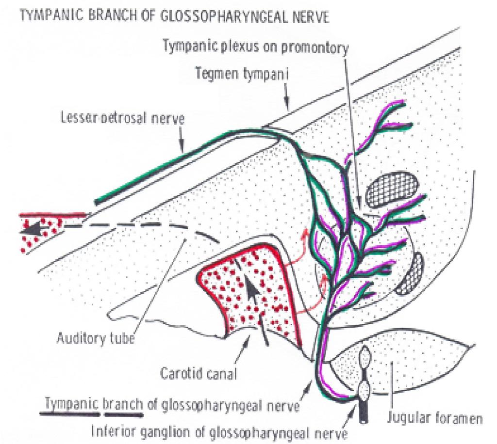 Plexus tympanicus - psy vegetatív v IX. - érző IX.