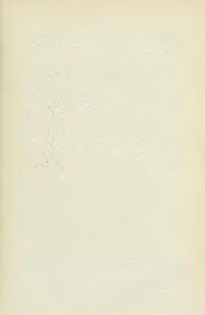 6. kép. A rozsdagombák spóráinak rendellenességei. 1. 2. Uromyces thapsí 3. U. rumicis, 4. Puccinia epilobü-fleischeri, 5. V. thapsi, 6. P. thlaspeos, 7. P. salviae, 8.