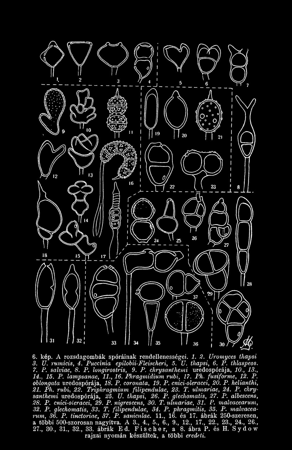 P. phragmitis, 35. P. malvacearum, 36. P. tinctoriae, 37. P. saniculae. 11., 16. és 17. ábrák 250-szeresen, a többi 500-szorosan nagyítva. A 3., 4., 5., 6., 9.