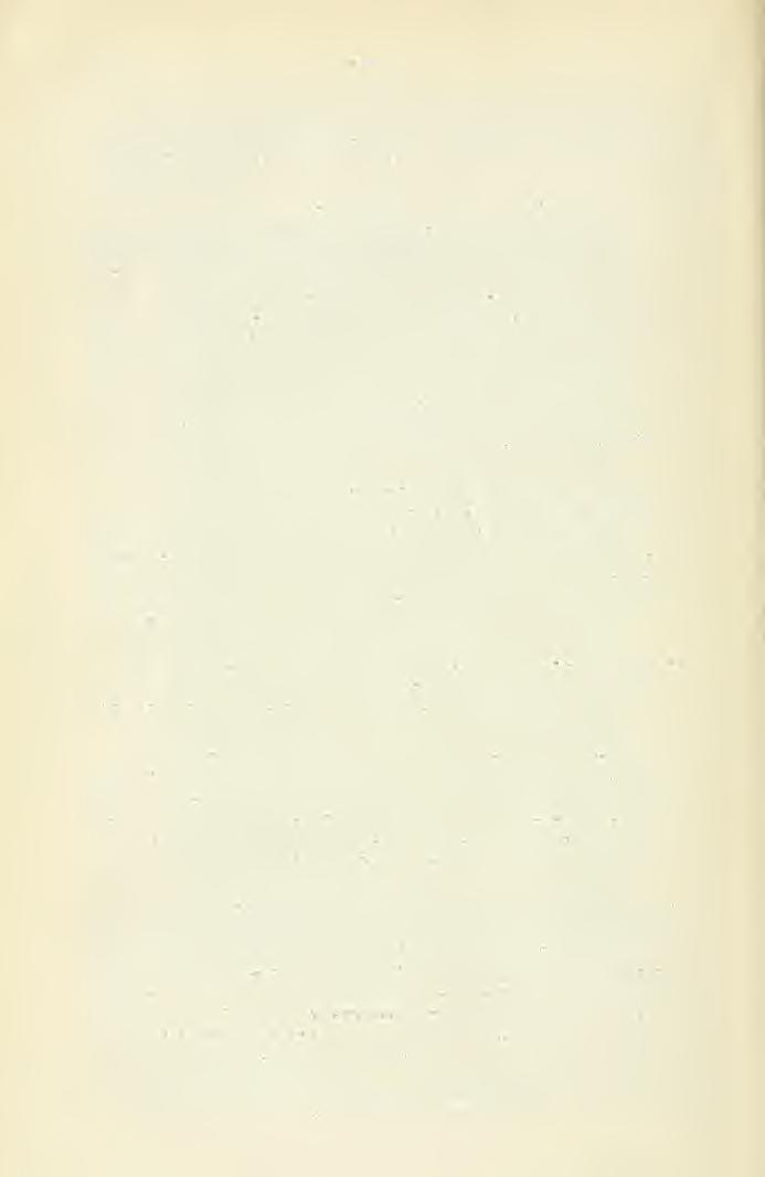 Monographia 112 MOESZ Q. A termtest rendellenességei közé számítandó az az eset, a mikor a termtest a széthasadás állapotában van. Példát erre az az Itliyphallus impudicus mutat, melyet E n d r e y E.