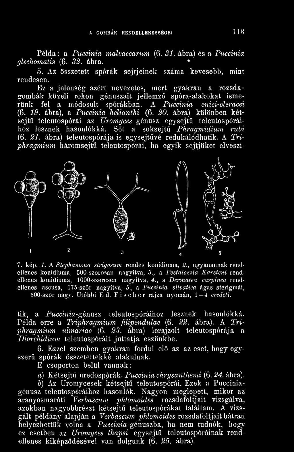 ábra), a Puccinia helianthi (6. 20. ábra) különben kétsejt teleutospórái az Uromyces génusz egysejt teleutospóráihoz lesznek hasonlókká. St a soksejt Phragmidium rubi (6. 21.