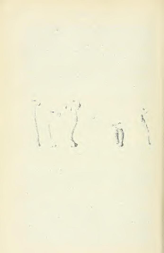 114 M0E8Z G. c) A Puccinia teleutospóráinak phragmidiumszer kiképzdései. Három, st négy sejt egymás fölé helyezkedve, a Phragmidium teleutospóráit utánozza. Nem ritka jelenség.