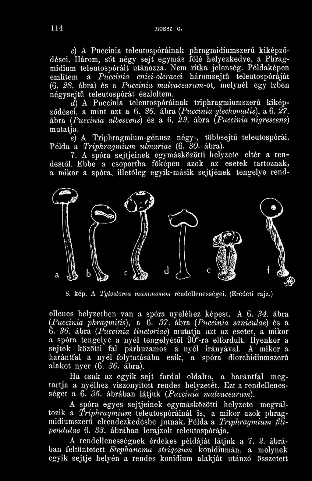 Ebbe a csoportba fképen azok az esetek tartoznak, a mikor a spóra, illetleg egyik-másik sejtjének tengelye rend- 8. kép. A Tylostoma mammosum rendellenességei. (Eredeti rajz.
