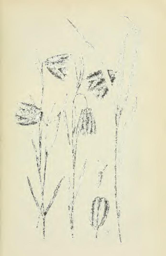 Del.DrJ.
