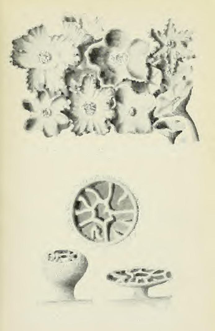 Botanikai Közleményeit. 1912. 1. kép.