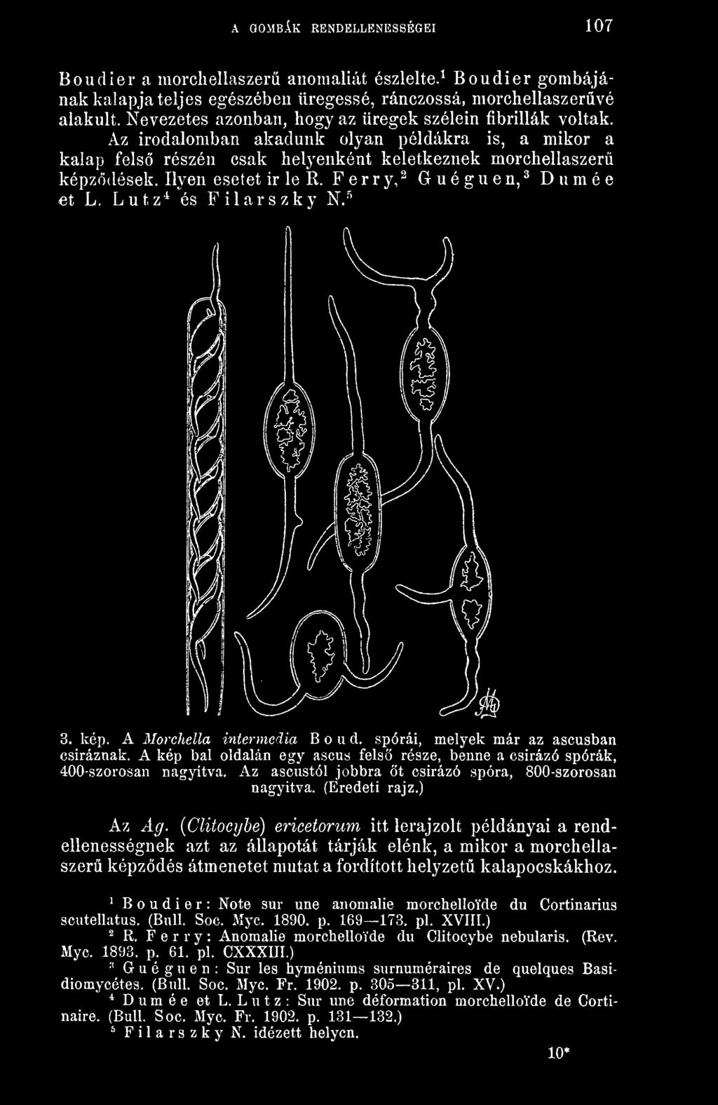 Ilyen esetet ir le R. F e r r y, ^ G u é g u e n, ^ D u m é e et L. Lutz'^'és Filarszky N.'^ 3. kép. A Morchella intermedia B o u d. spórái, melyek már az ascusban csíráznak.