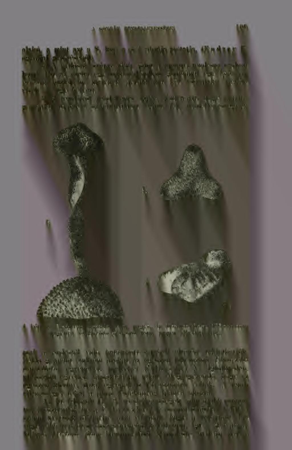 Tudva azt, hogy számos gombafaj többféle színárnyalatot vehet fel, rendellenességnek 4. kép. a) Cordyceps capitata, term. nagys., b) Durluca filum. ICO-szorosan nagyítva, c) Bovista plumbea, term.