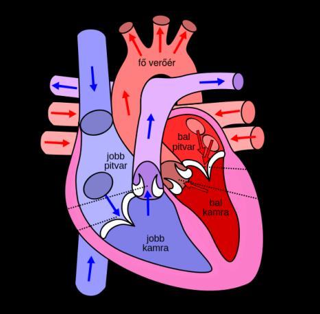 Zsebes billentyűk (félhold)- a kamrából kiinduló artériák kezdetén találhatók, a szív belhártya