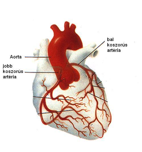 A szív vérellátása