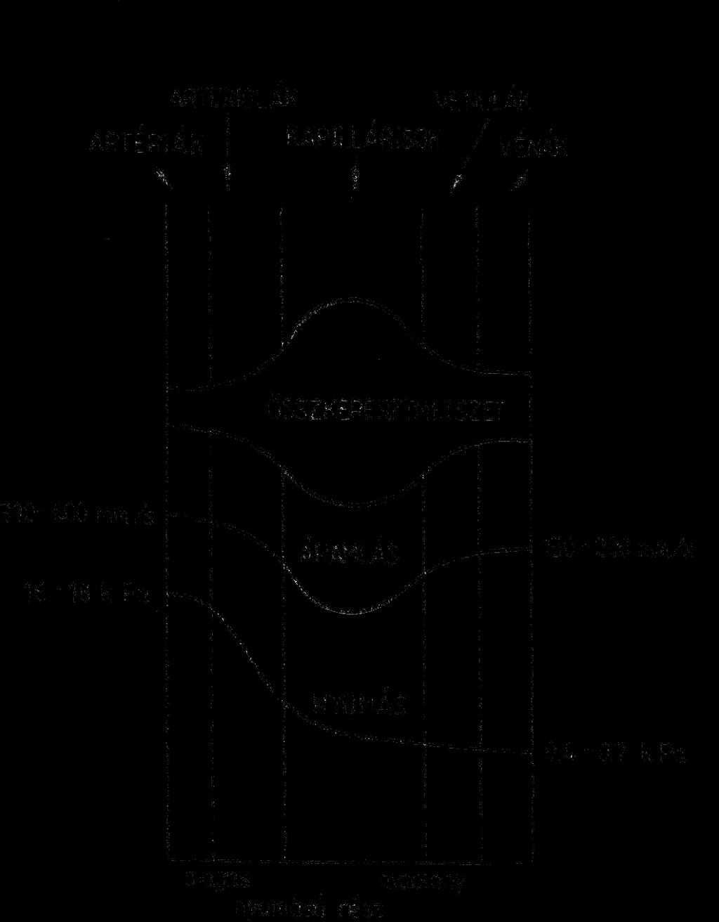 Összefüggés az erek átmérője, a véráramlás sebessége és a vérnyomás
