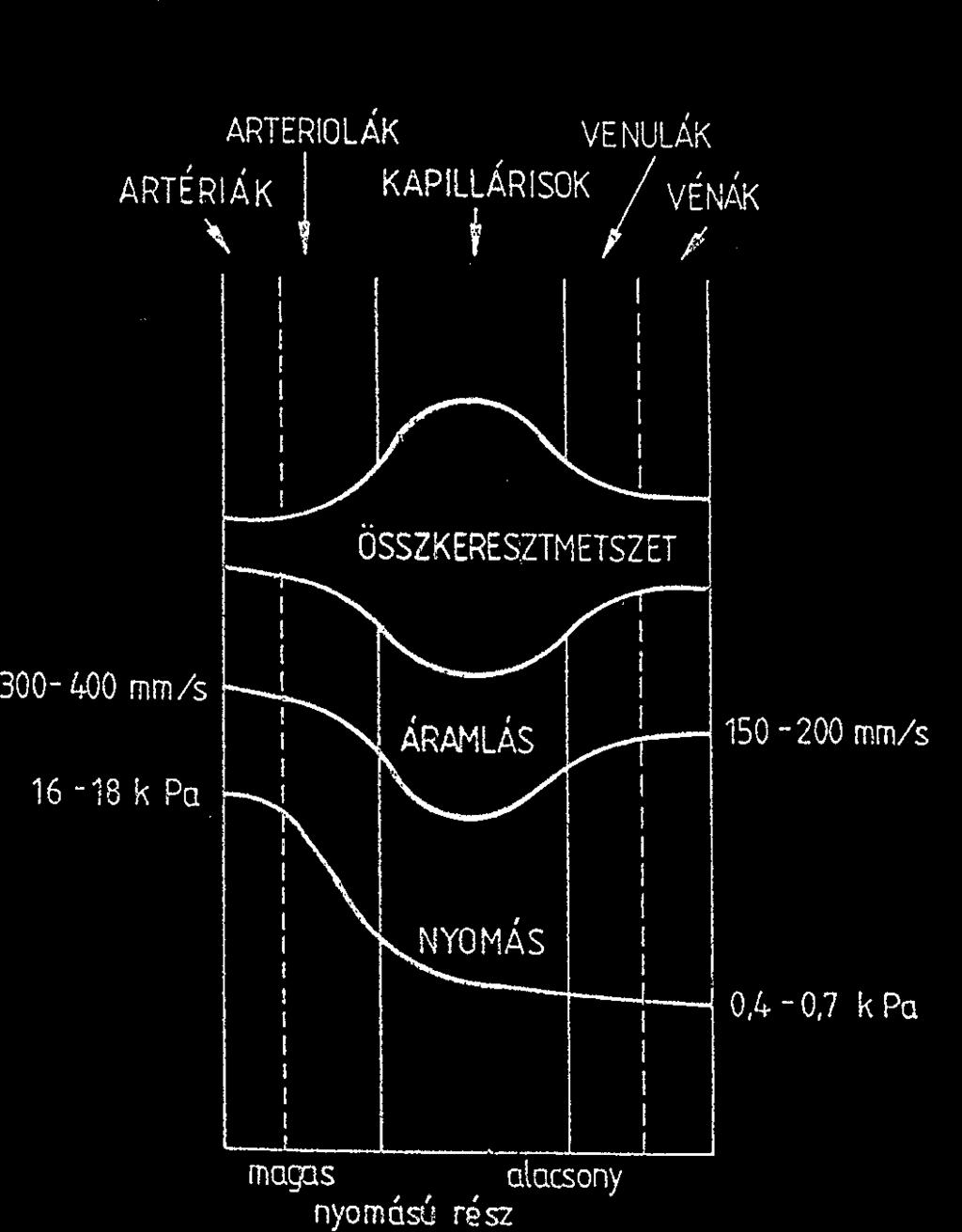 vérkör 25 % Szív 10 % Nagynyomású rendszerben 10 % (nagyvérköri