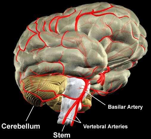 cerebrospinális, az agy