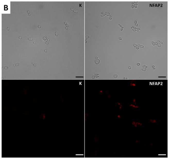alkalmazott NFAP2-kezelés után (B). A piros festődés membránkárosodást jelez. K: kezeletlen kontroll, NFAP2: NFAP2-kezelt sejtek. Méretskála: 20 µm. A PI-pozitív S.