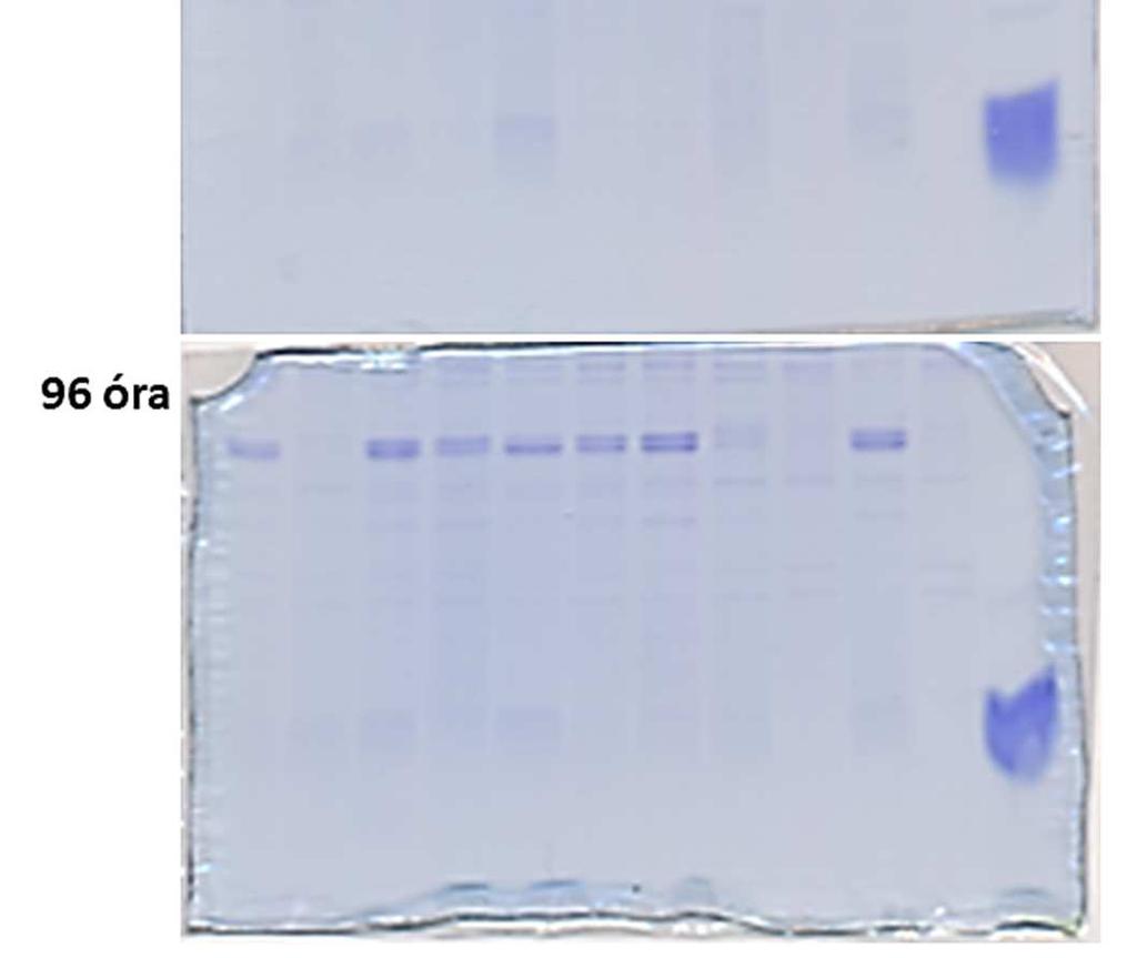 Commassie-kék festés). 1-10: P. chrysogenum Δpaf/nfap2 1-10 transzformáns klónok, 11: P. chrysogenum Δpaf, 12: natív NFAP2 (15 μg).