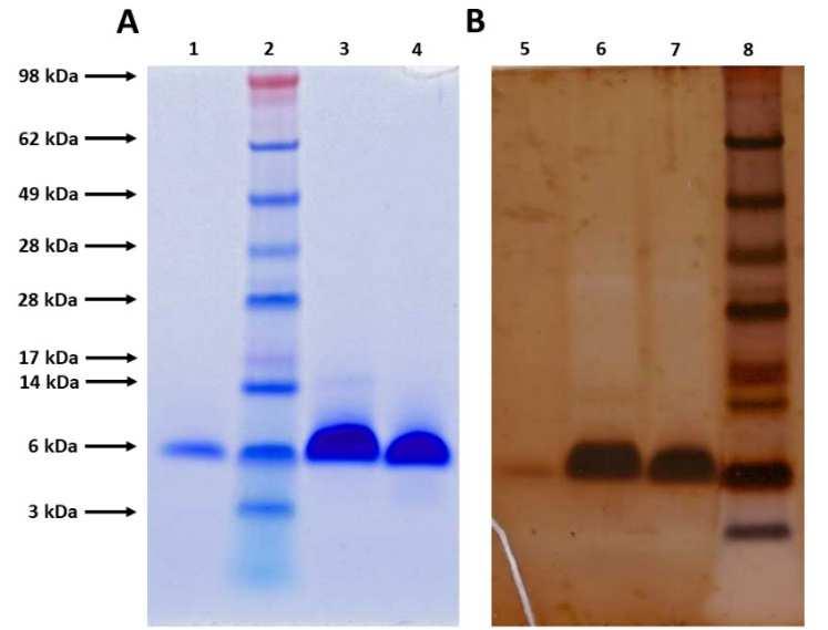 17. ábra. A natív, rekombináns és szintetikus NFAP2 elektroforetogramja 4-12% Bis-Tris SDS-PAGEen Commassie-kék festés (A) és ezüst-festés (B) után.
