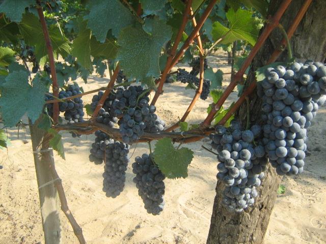 A Merlan rezisztens szőlőfajta borászati értékelése A Pannon frankos rezisztens kék borszőlőfajtát Koleda István és Korbuly János állította elő a Vitis amurensis F2 x Irsai Olivér keresztezéssel (2.