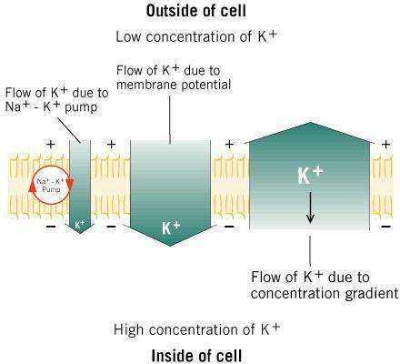 Egyensúlyi potenciál - steady state -ra 9.