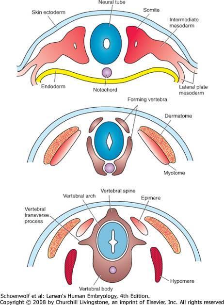 MYOTOM DIFFERENCIÁLÓDÁSA VÉGTAGIZMOK ÉS