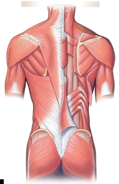 ÉRDEKES ÉS FONTOS az egymást követő myotomok egymással összeolvadva hozhatnak létre egy izmot (pl. m. erector spinae) vagy A myotomok feltagozódhatnak és úgy alkotnak több izmot (pl.