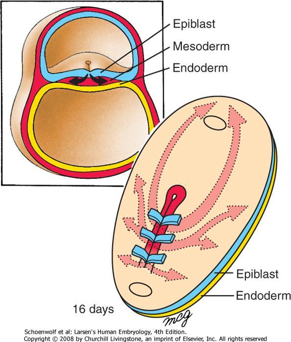 MESODERMA