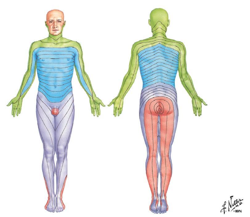 DERMATOMA =
