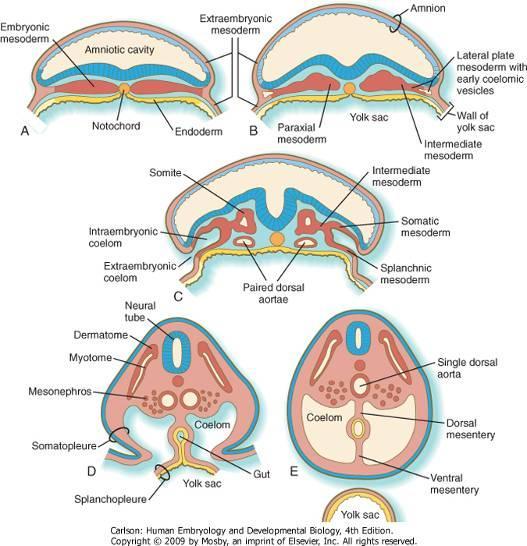 PARAXIALIS MESODERMA SOMITÁK Chorda dorsalis (+ velőcső) két oldalán található átmeneti