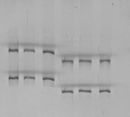 6. Halfajok azonosítása és elkülönítése PCR SSCP metodika alkalmazásával A halfajok egymástól való elkülönítése során kétféle megközelítést alkalmaztunk.