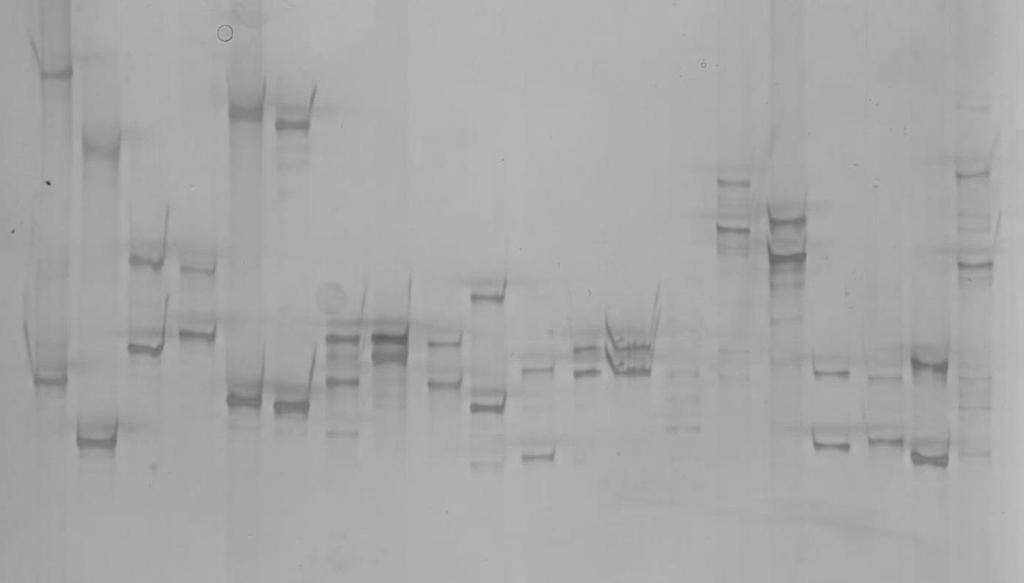 1 2 3 4 5 6 7 8 9 10 11 12 13 14 15 16 17 18 19 20 3. ábra: 18 faj kimutatása PCR-SSCP módszerrel. A 2.