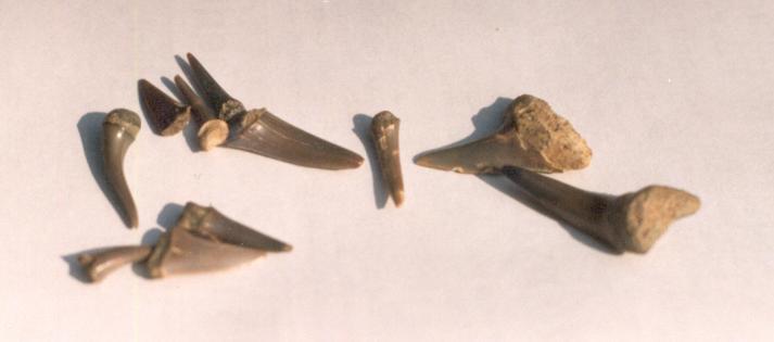 3 2. ábra: Cápafogak a Pétervásárai Homokkő Formációból (FOTO: Prakfalvi P. 994, in Prakfalvi P. 994b).