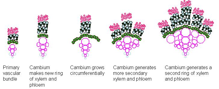 Elsődleges nyaláb A kambium új, másodlagos xilém és floém gyűrűt készít faszcikuláris módban A kambium oldalirányban is