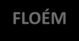 FLOÉM