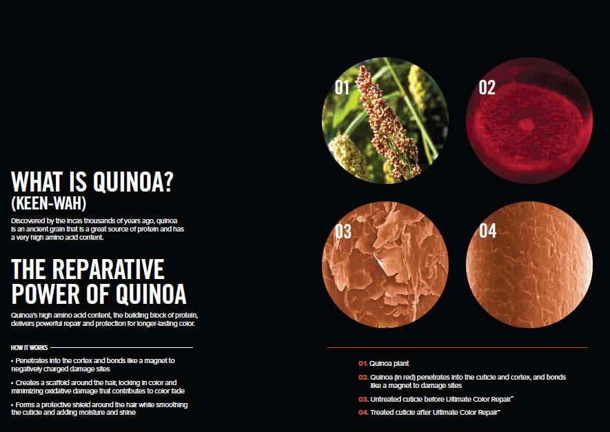 A QUINOA REGENERÁLÓ EREJE A quinoa magas aminosav (amely a fehérjék alkotóeleme) tartalmának köszönhetően hatékony helyreállító és védő funkciót képvisel. HOGYAN MŰKÖDIK?