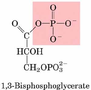 Gliceraldehid-3-foszfát-dehidrogenáz A spontán redox