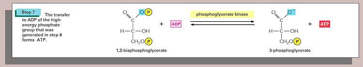 Foszfoglicerát-kináz A magas energiájú foszfát reverzibilisen ADP-re helyeződik át.