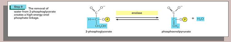 Enoláz A vízkilépés hatására magas energiájú foszfoenol-észter keletkezik.