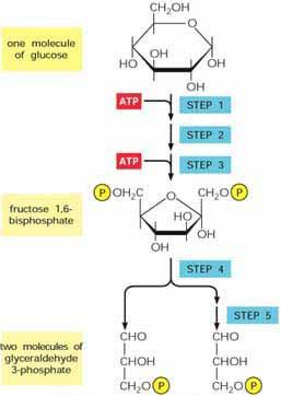 Glikolízis 1. fázis egy glukóz molekula fruktóz-1,6- -biszfoszfát 1.