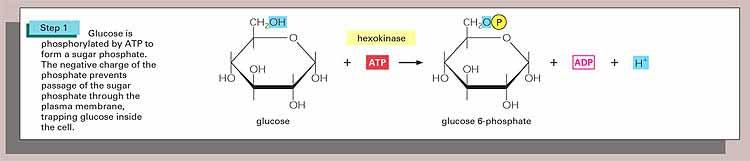 Hexokináz - glukokináz A molekula