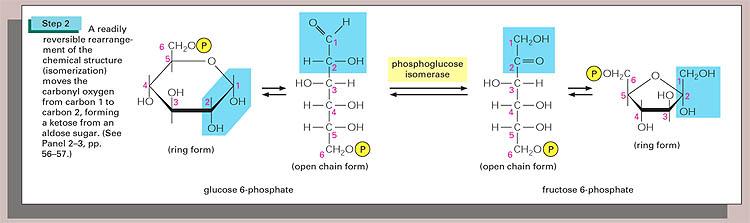 hexóz-foszfátizomeráz gyűrűs forma nyílt láncú forma