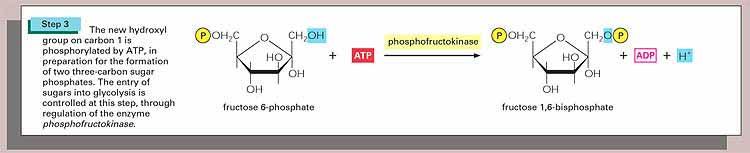 Foszfofruktokináz 1 Az újonnan képződött hidroxil csoport
