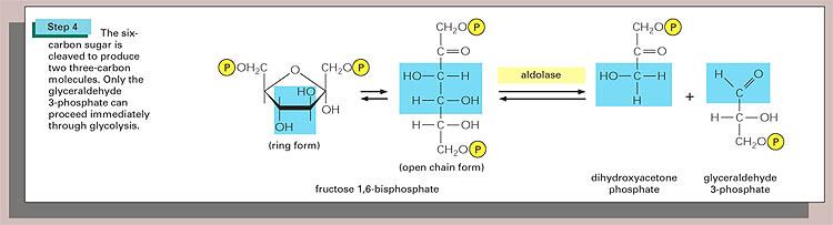 Aldoláz A A hexóz biszfoszfát reverzibilis hasítása két trióz foszfáttá.