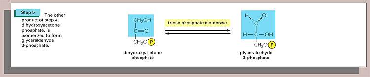 Trióz-foszfát-izomeráz Reverzibilis aldóz-ketóz izomeráció.