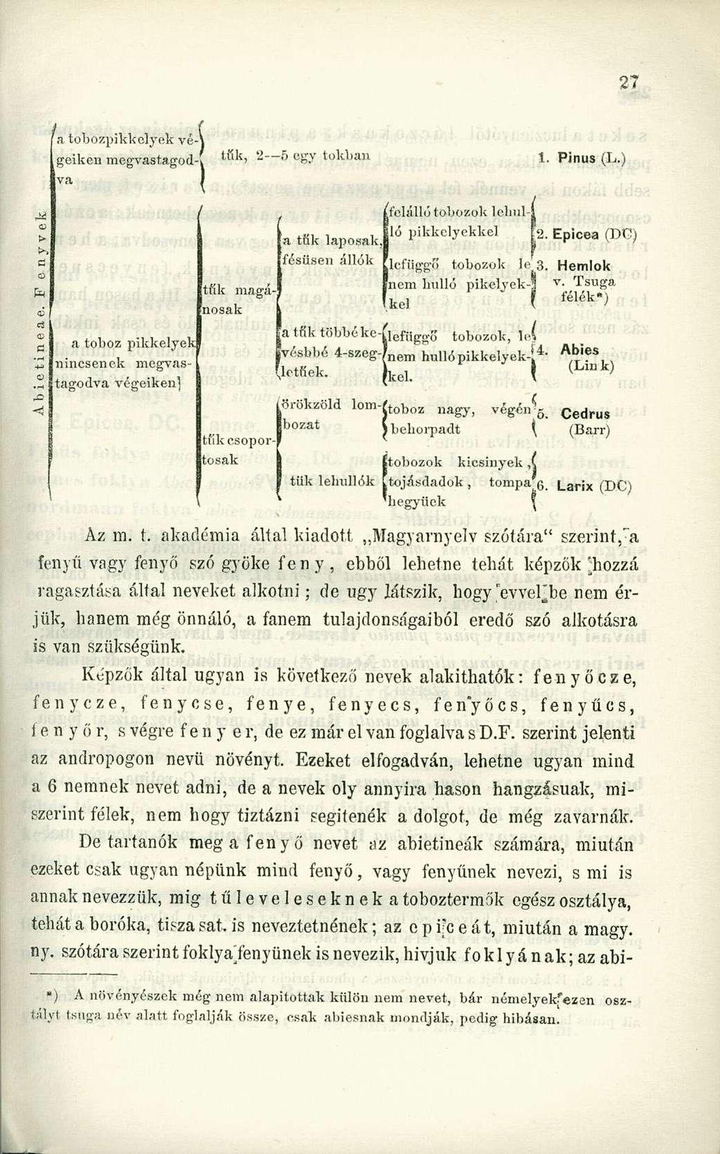 a tobozpikkelyek vé-í geiken megvastagod-i tök, 2 5 egy tokban 1. Pinus (L.