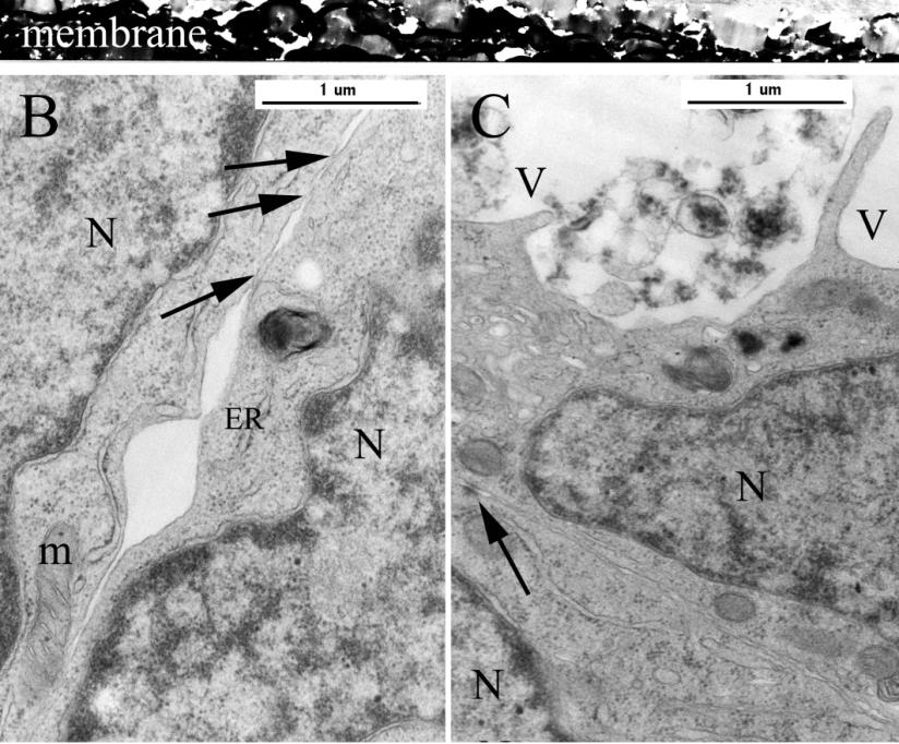 epitélsejtréteg szaglóideget burkoló OEC sejtek piros: claudin-5 immunfestés zöld: ZO-1 immunfestés sejtközötti kapcsolatok (nyilak)