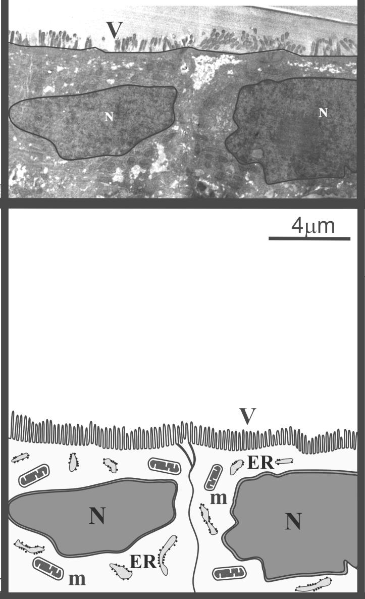 biofarmáciában Nazális epitélsejtvonal modell Bélepitél sejtvonal modell Toxicitás vizsgálatok Permeabilitás vizsgálatok Összefoglalás