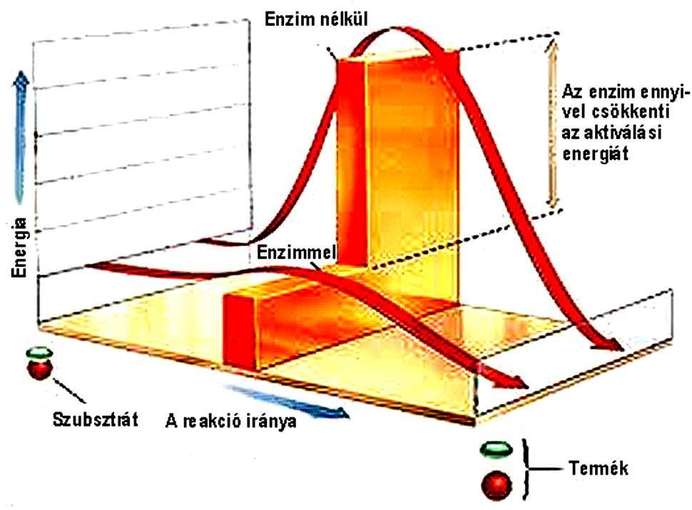 ENZMKNETKA Enzimek = biokatalizátorok Katalizátor: az aktiválási energia csökkentésével meggyorsítja kémiai reakciót.