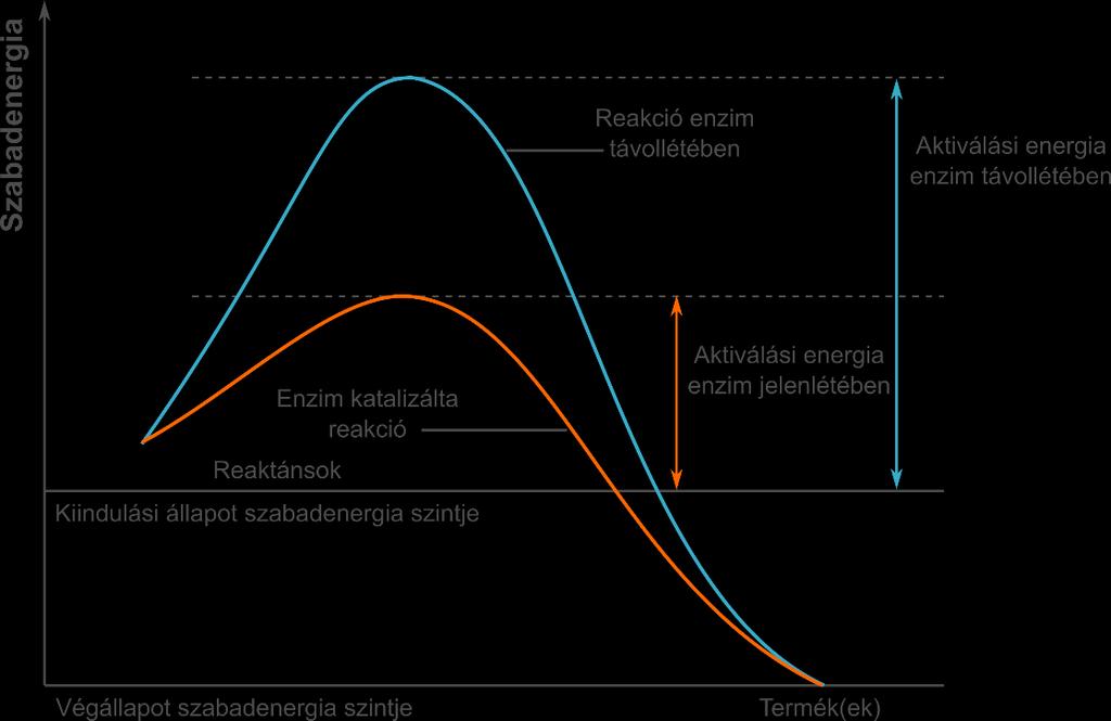 II.1.4 Enzimkatalízis A biotechnológia által alkalmazott katalizátorok lehetnek enzimek, enzimkomplexek, illetve sejtek, szervezetek.
