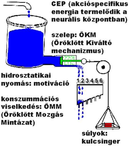 Lorenz: Pszichohidraulikus modell Hidraulika: Folyadékok mechanikai tulajdonságát