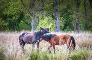Parcul natural include și o biodiversitate de plante și animale pe cale de dispariţie, specifice acestei zone.